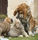 Quanto with puppies, click for enlargement